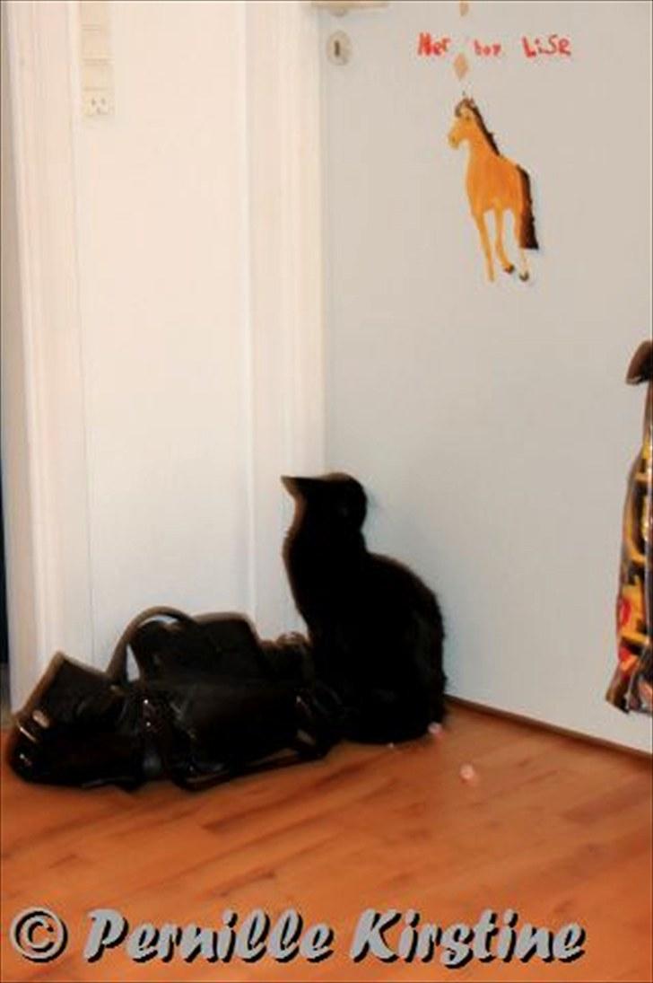 Billeder fra fødselsdag hos Liis i går :D billede 191