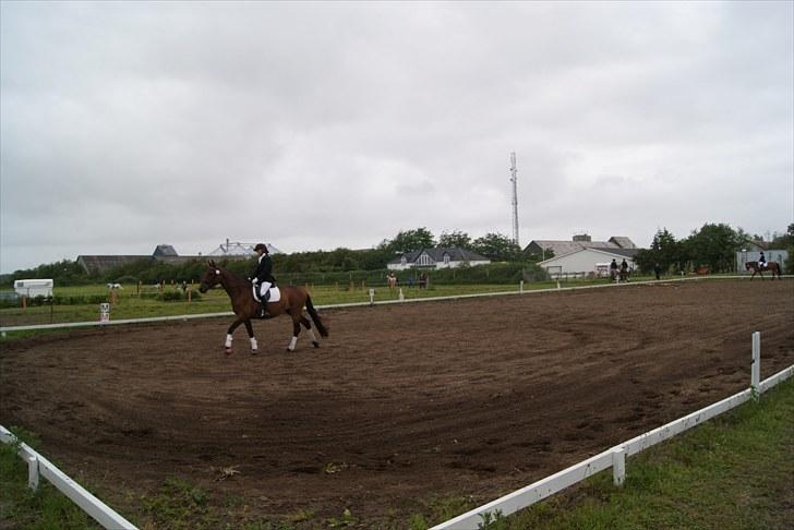 Stævne Bylderup Bov Rideklub billede 13