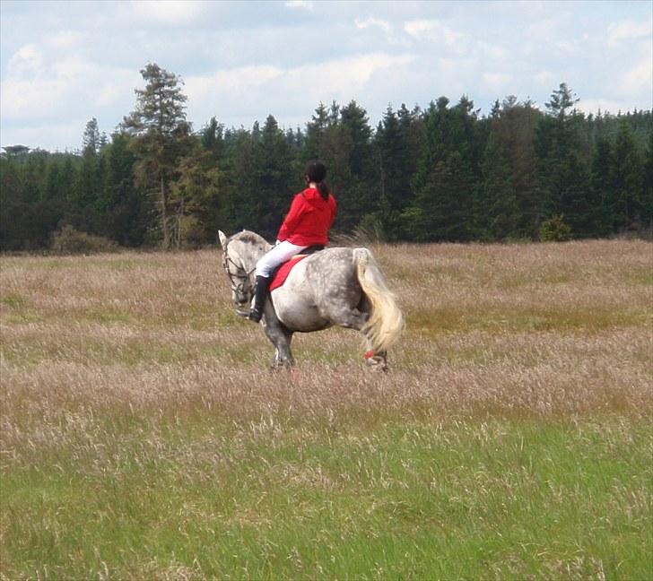 Jagt billeder billede 26