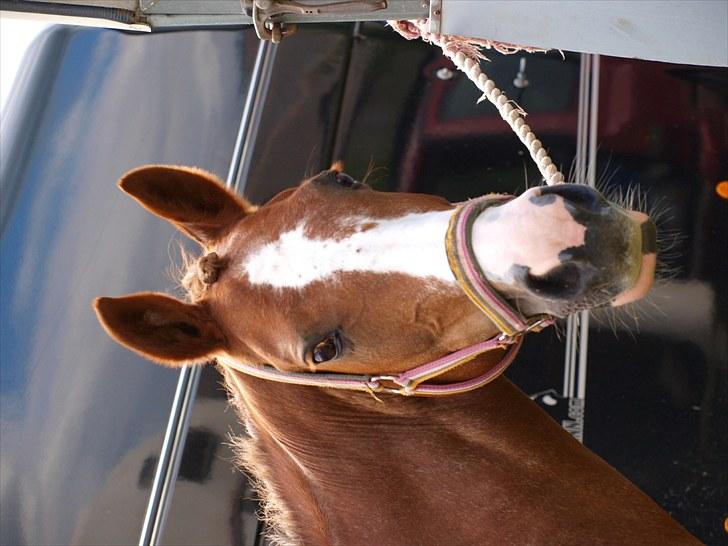 Algestrup rideklub stævne :) billede 1