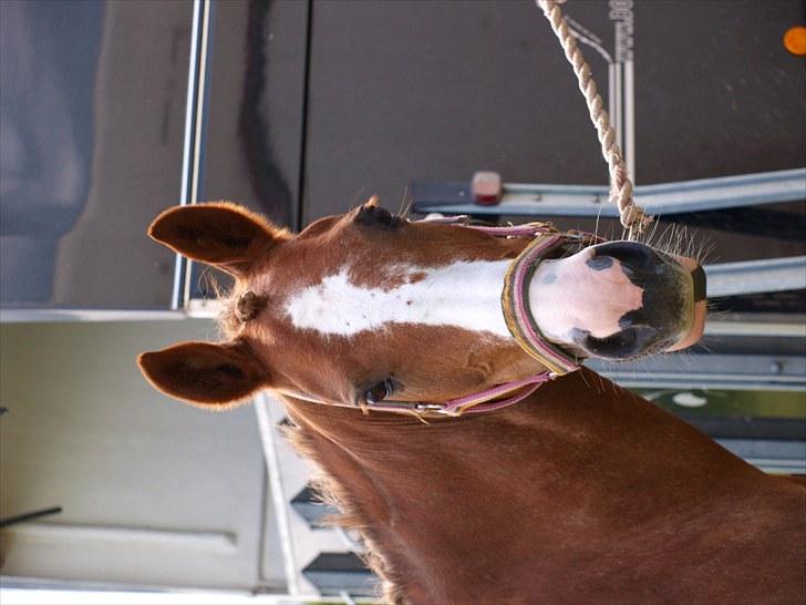 Algestrup rideklub stævne :) billede 2