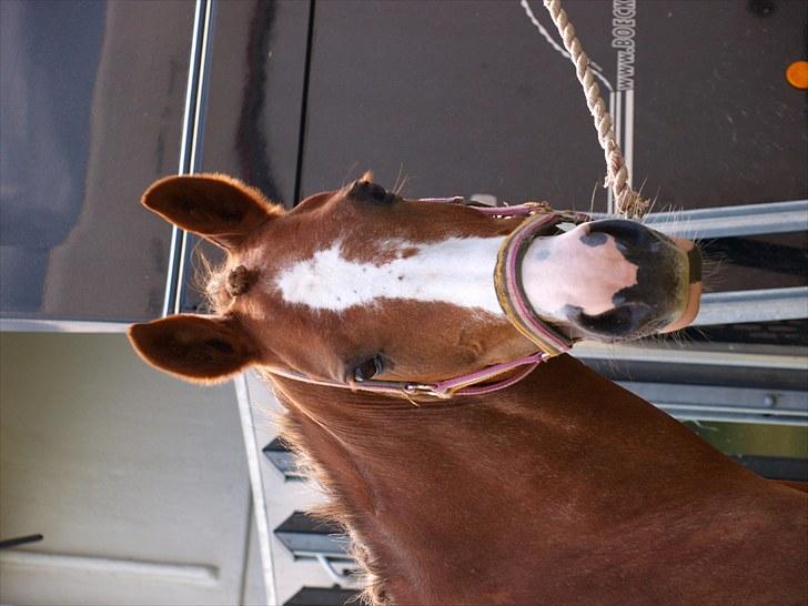 Algestrup rideklub stævne :) billede 3