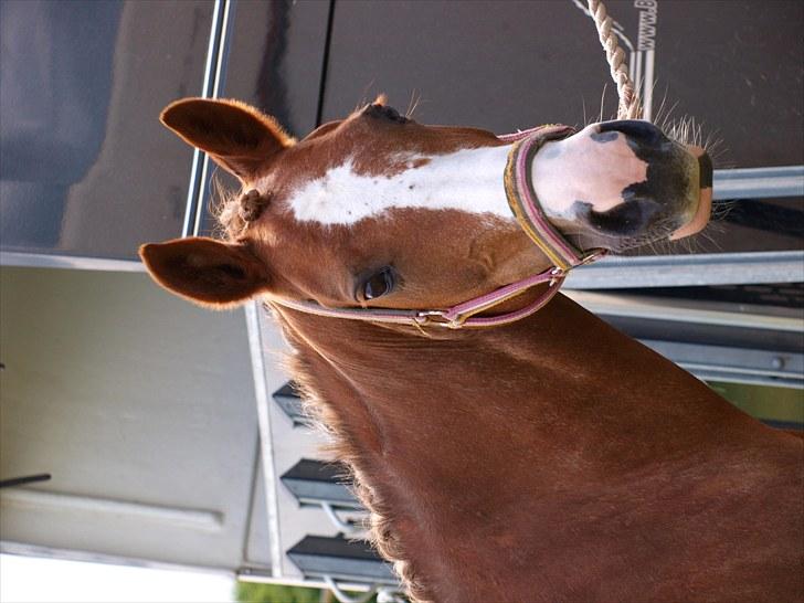 Algestrup rideklub stævne :) billede 4