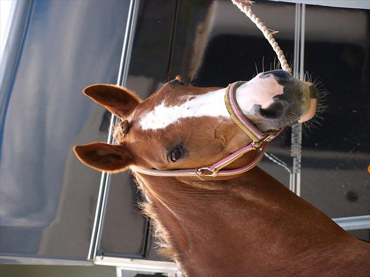 Algestrup rideklub stævne :) billede 5
