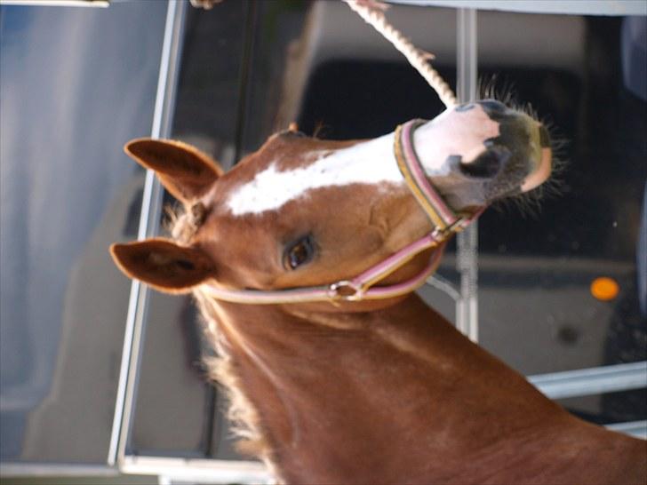 Algestrup rideklub stævne :) billede 6