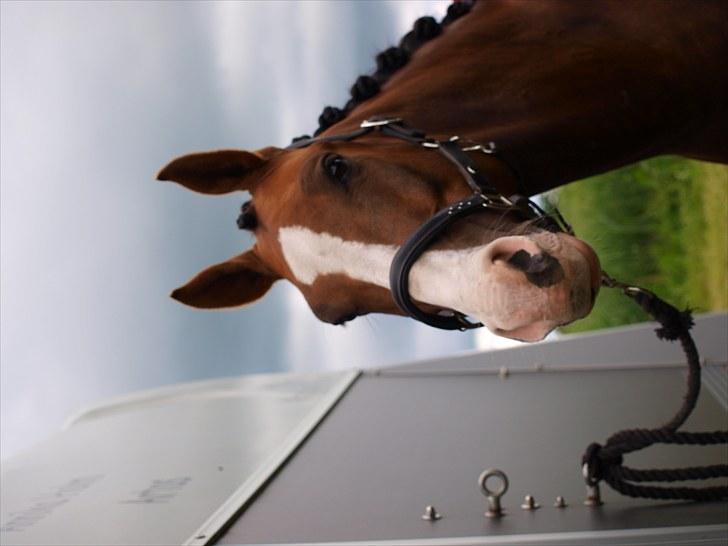 Algestrup rideklub stævne :) billede 7