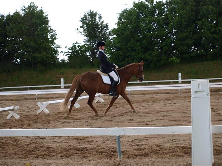 Algestrup rideklub stævne :) billede 83