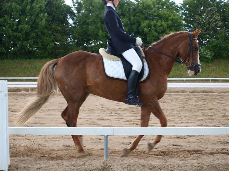 Algestrup rideklub stævne :) billede 98