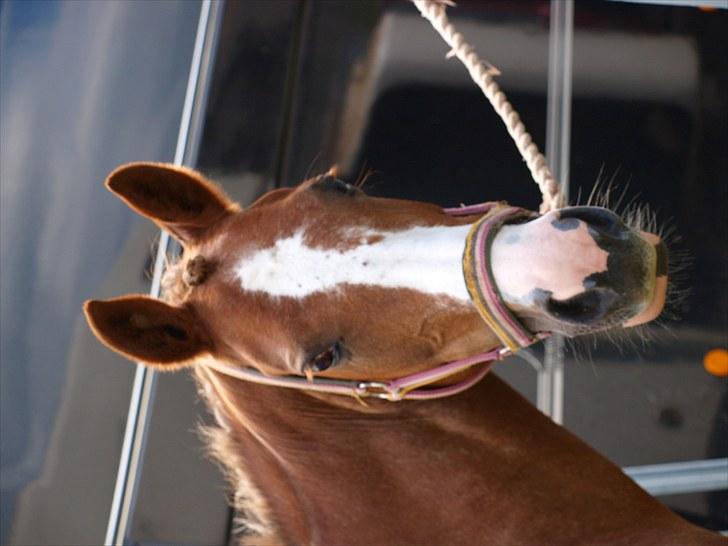 Algestrup rideklub stævne :) billede 113