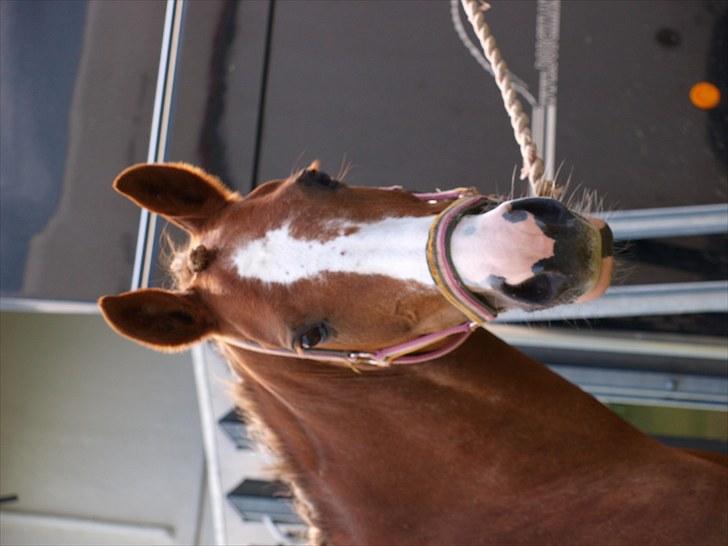 Algestrup rideklub stævne :) billede 114