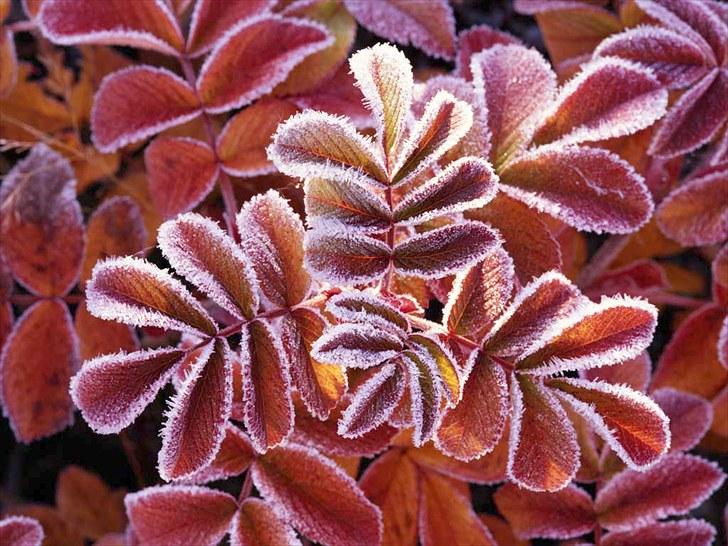 Flotte billeder  billede 11