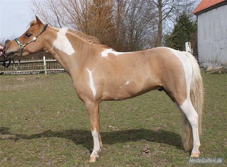 **Miniature føl 2011** - GMH Scout Zodiacs Little Boy.
Ejet af stutteri Søglimt. billede 1