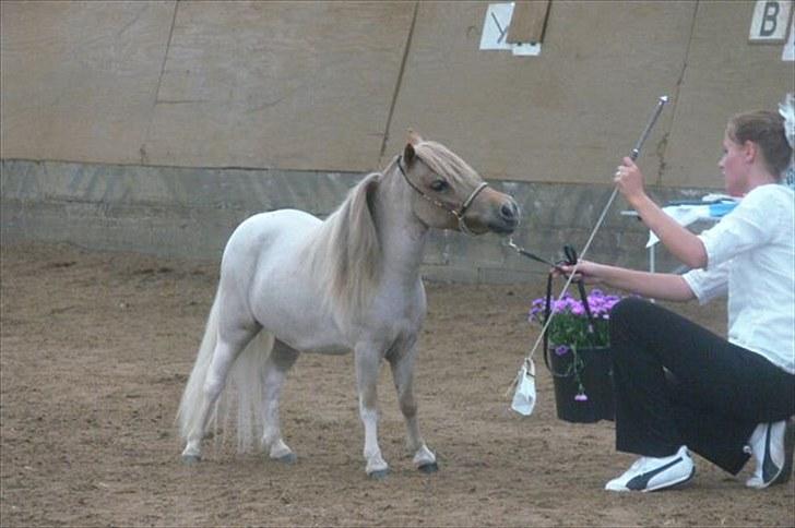 **Miniature føl 2011** - Søglimt's Ziva
 billede 2