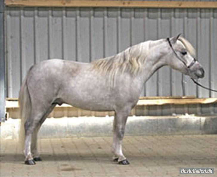 **Miniature føl 2011** - 5-Stars Blue Thunder Cloud "Superman".
Ejet af stutteri Kawo. billede 4