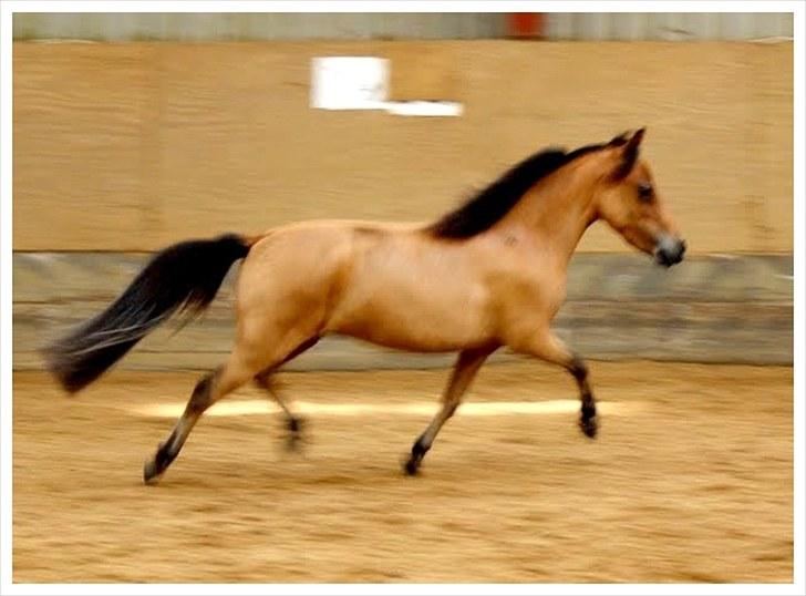 **Miniature føl 2011** - Kawo's top Buck Cadeau. billede 5