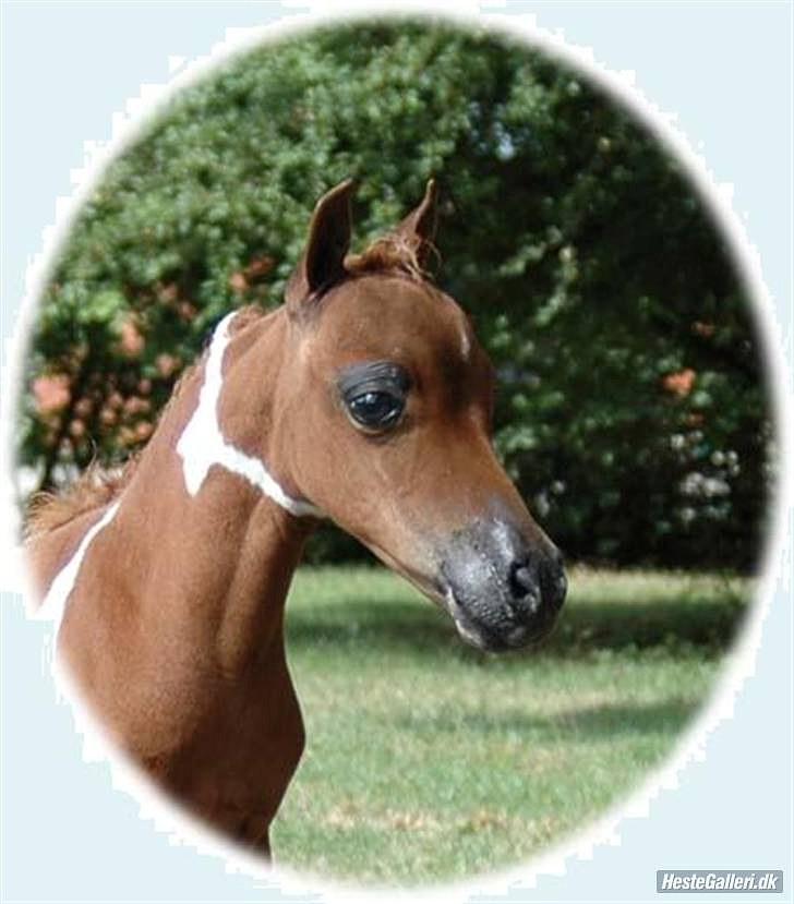 **Miniature føl 2011** - Little Boy som baby :) billede 7