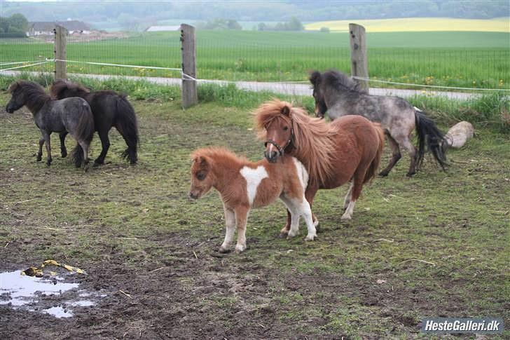 **Miniature føl 2011** - Ziva som baby :) billede 8