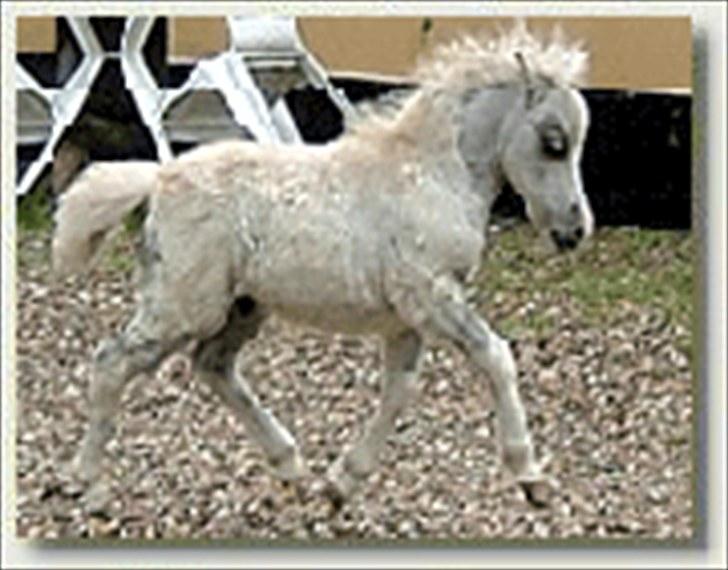 **Miniature føl 2011** - Superman som baby :) billede 10