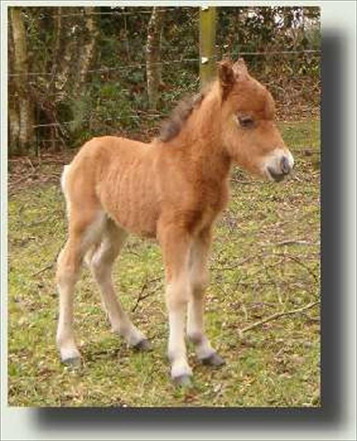 **Miniature føl 2011** - Cadeau som baby :) billede 11