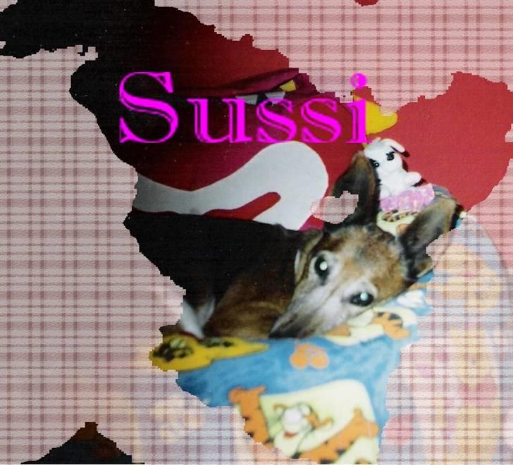 Mine hunden Baloo og Bjørn. min død hund Sussi - Sussi SAVNER DIG <3 billede 1
