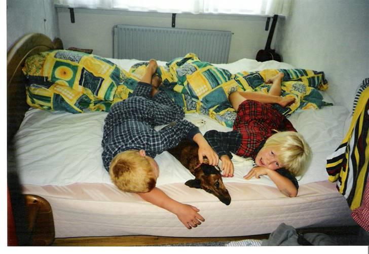 Mine hunden Baloo og Bjørn. min død hund Sussi - Dan (min storebror) Sussi og Mig billede 3