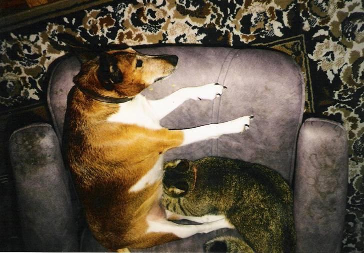 Mine hunden Baloo og Bjørn. min død hund Sussi - Vores kat, Tikki, mælkede Sussi op. Sussi vill ikke snakke med os helle ungen efter vi fik Tikki. :P billede 5