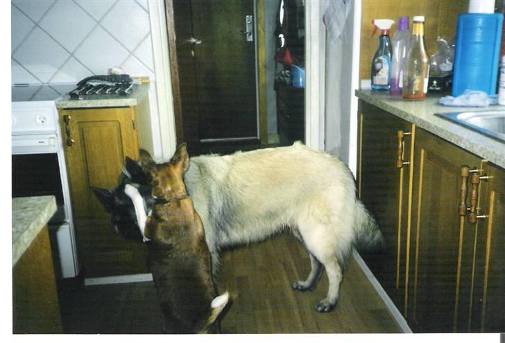 Mine hunden Baloo og Bjørn. min død hund Sussi - Baloo og Sussi leger billede 6