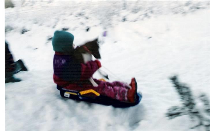 Mine hunden Baloo og Bjørn. min død hund Sussi - Mig og Sussi. Vi gjore ALT sammen billede 7