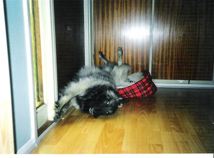 Mine hunden Baloo og Bjørn. min død hund Sussi - Baloo da vi næsen havde fået ham. Da vi fik ham havde han aldrig været inden for eller prøvet at gå i snor. Han var så bange for alt billede 8