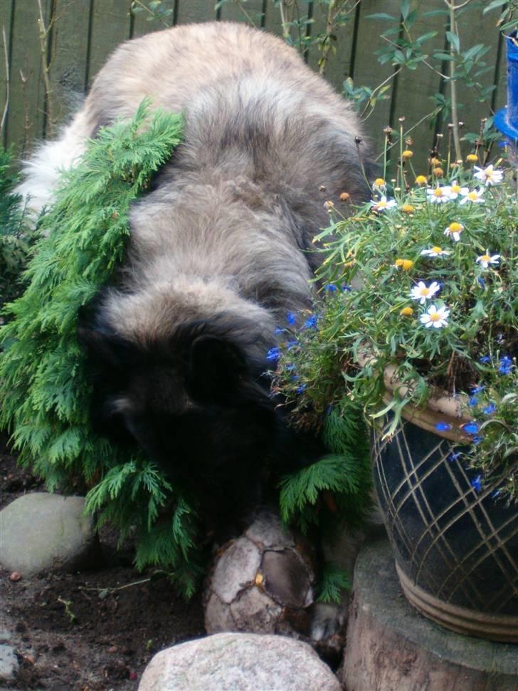 Mine hunden Baloo og Bjørn. min død hund Sussi - Baloo ude i haven billede 9