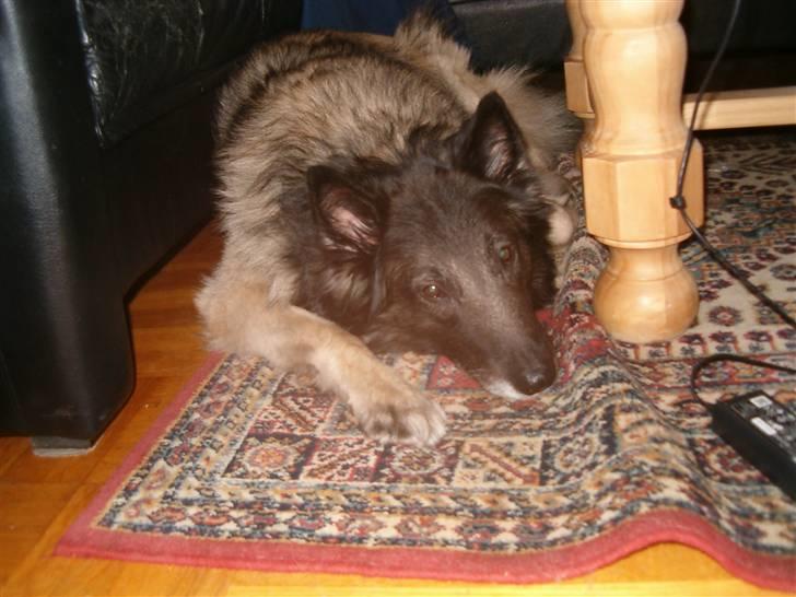 Mine hunden Baloo og Bjørn. min død hund Sussi - Baloos elsker at ligge ved Sofabordet billede 10