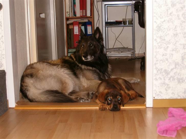 Mine hunden Baloo og Bjørn. min død hund Sussi - Baloo og Bjørn billede 11