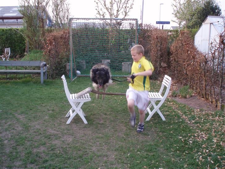 Mine hunden Baloo og Bjørn. min død hund Sussi - Baloo og sebastian (lillebror ) ude i haven at springe :D billede 13