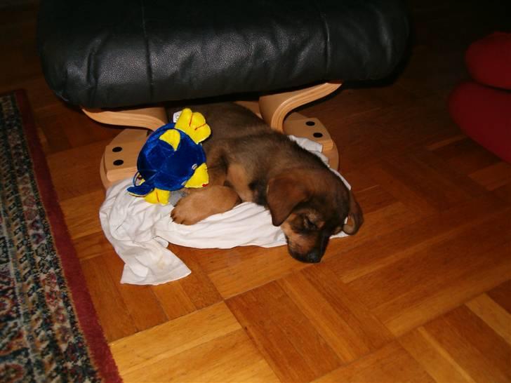 Mine hunden Baloo og Bjørn. min død hund Sussi - Den første dag Bjørn var hjemme ved os :D billede 14