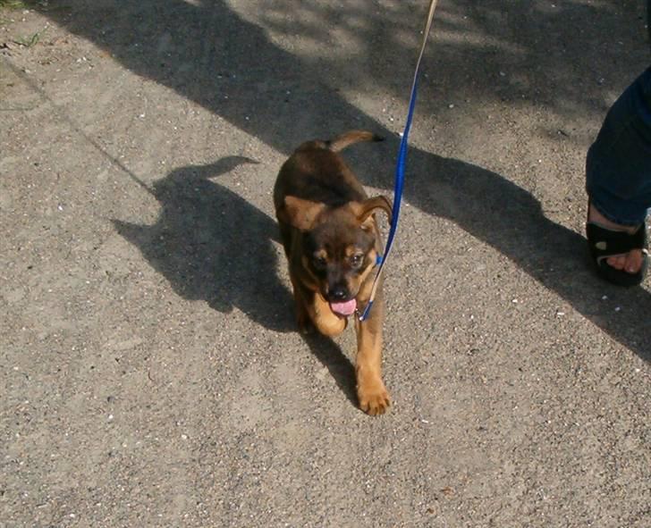 Mine hunden Baloo og Bjørn. min død hund Sussi - Bjørns første gå tur billede 15