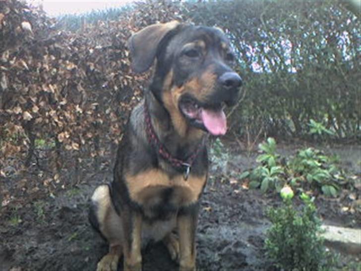 Mine hunden Baloo og Bjørn. min død hund Sussi - Bjørn i haven billede 16