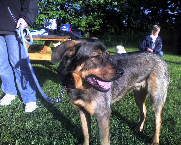 Mine hunden Baloo og Bjørn. min død hund Sussi - Bjørn til hunden træning billede 17