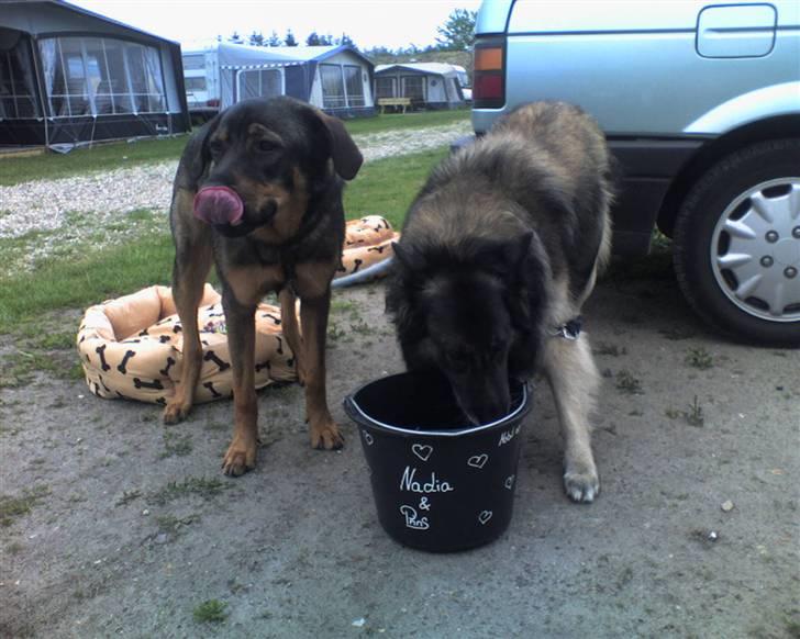 Mine hunden Baloo og Bjørn. min død hund Sussi - Baloo og Bjørn på Camping billede 18