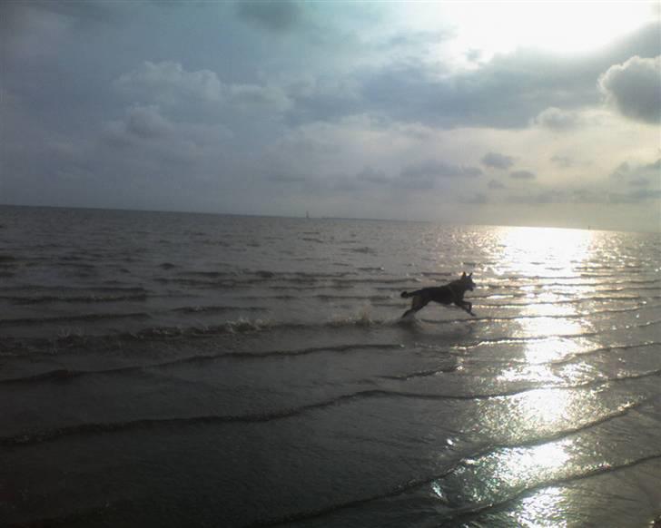 Mine hunden Baloo og Bjørn. min død hund Sussi - Bjørn på standen. Han tror han kan flye som de fugle han jagter :P billede 19