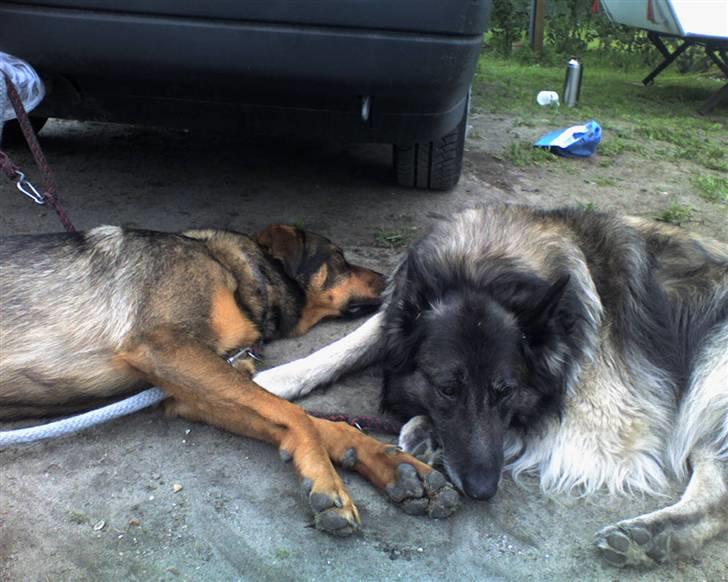 Mine hunden Baloo og Bjørn. min død hund Sussi - Baloo og Bjørn på Camping (Bjørns første campingstur og baloos anden) billede 21