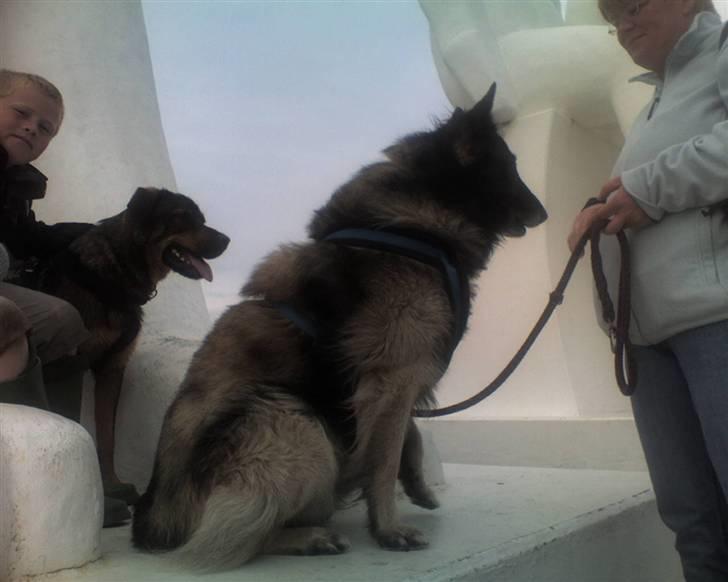 Mine hunden Baloo og Bjørn. min død hund Sussi - På Stranden med Baloo og Bjørn ude ved de 4 hvide mænd :D billede 22