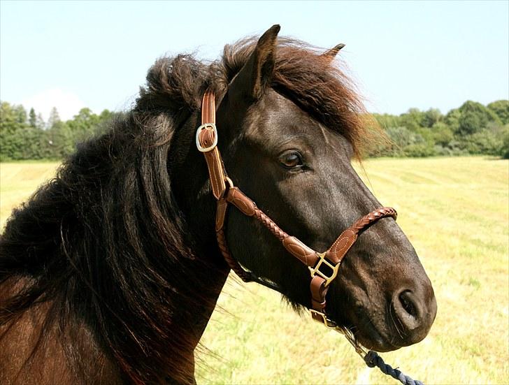 Mit udstyr - Brun læder grime til pænt brug billede 24