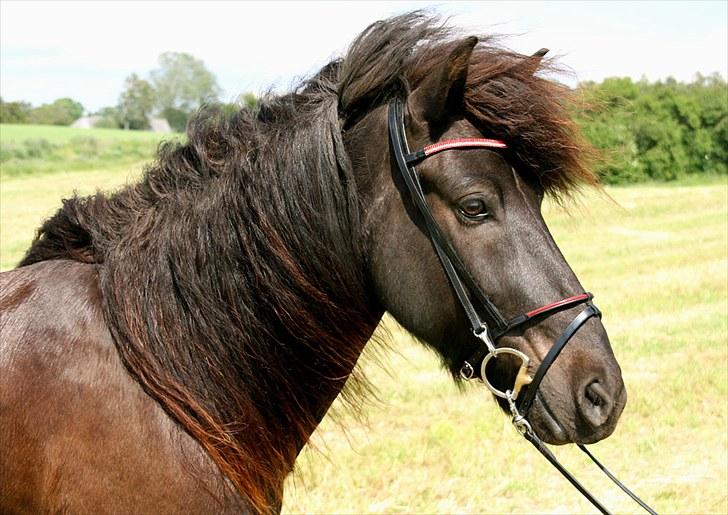 Mit udstyr - Stævne sammensat hovedtøj:

Catago Royal pandebånd -
Hilbar næserem med rød linie -
Fákur nakkestykke m/karabin -
Sprenger Dynamic RS bid billede 20