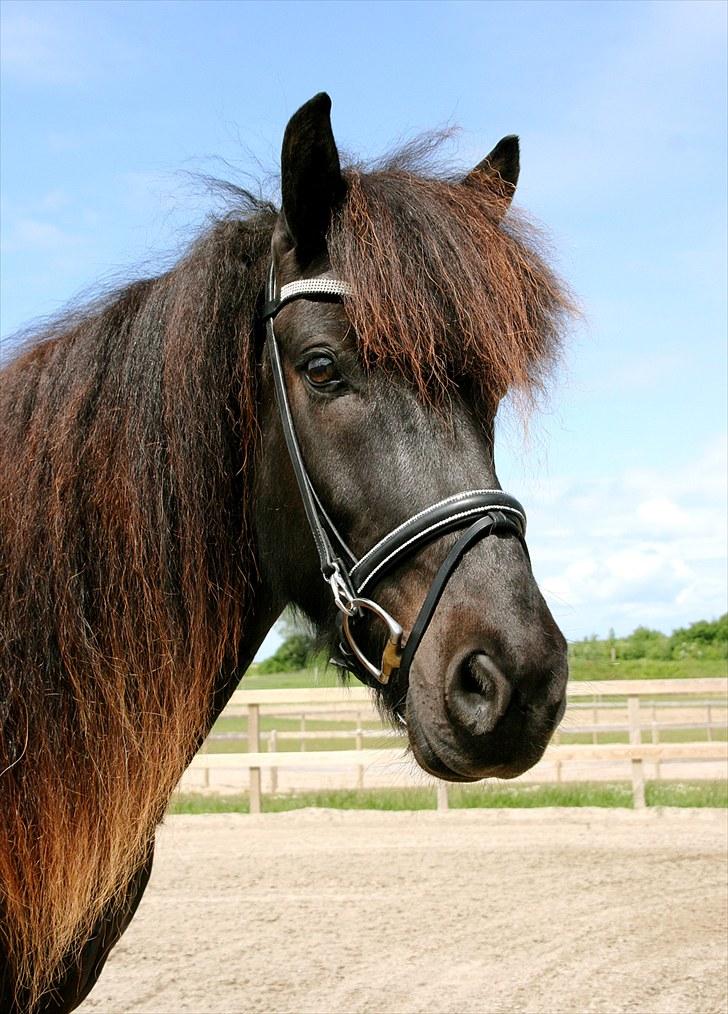 Mit udstyr - Stævne sammensatte hovedtøj:

Claridge House buet pandebånd - 
Kombineret næsebånd med tilbage træk og påsatte swarowski sten - 
Fákur nakkestykke m/karabin - 
Sprenger Dynamic RS bid billede 22