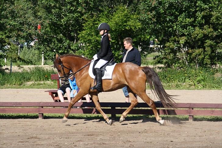 Brønderslev rideklub d. 26 Juni 2010 billede 1