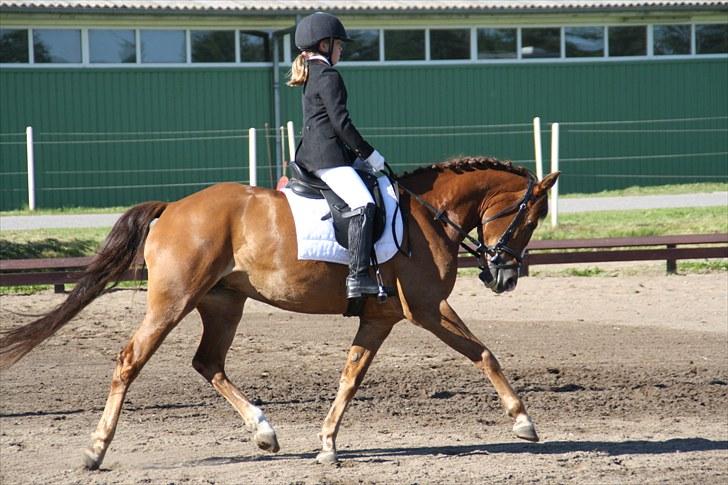 Brønderslev rideklub d. 26 Juni 2010 billede 3