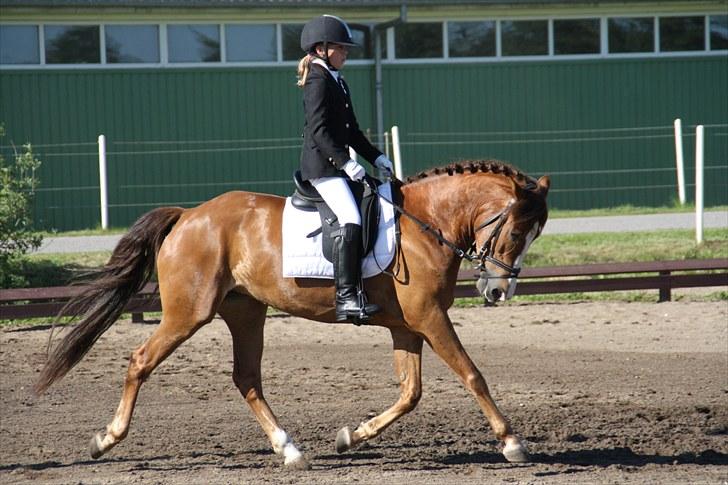 Brønderslev rideklub d. 26 Juni 2010 billede 5