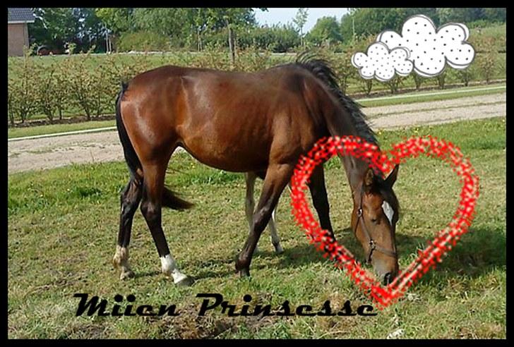 Billeder jeg har lavet  - Til SIne N 
Det er kun hende der må tage billedet billede 2