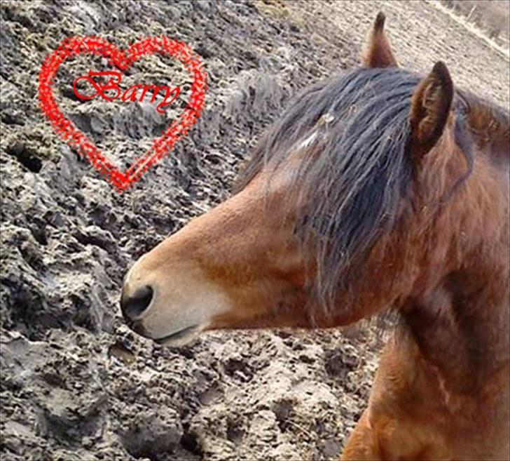 Billeder jeg har lavet  - Til Sine N 
Og det er kun hende der må tage billedet billede 7