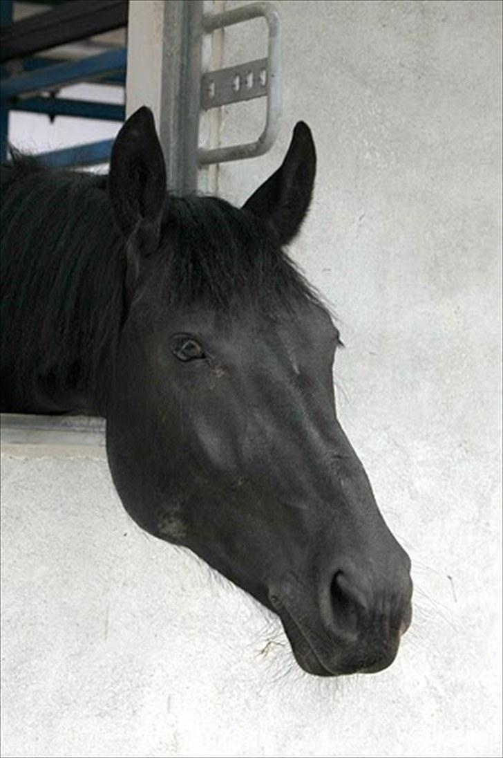 Dressur træning d. 12/6-10 på Pernille + Billeder af Penille ikk billede 15